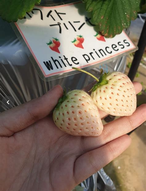 Why Gaiya Farm Is The Perfect Place To Experience Strawberry Picking When You Visit Chiba