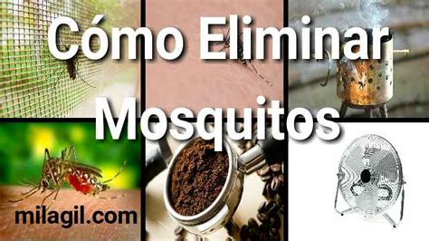 C Mo Eliminar Los Mosquitos Formas Repeler Zancudos