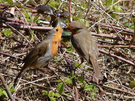 European Robins feeding time European Robin, Feeding Time, Parrot ...