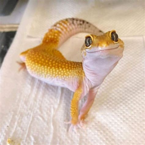 Улыбающаяся ящерица эублефар (30 фото) | Leopard gecko, Cute reptiles ...
