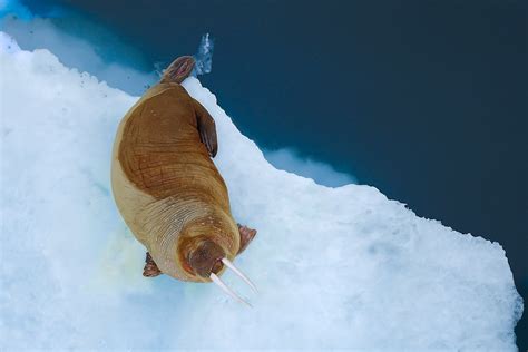 Nature and Wildlife Photography in Svalbard | Thomas Vijayan