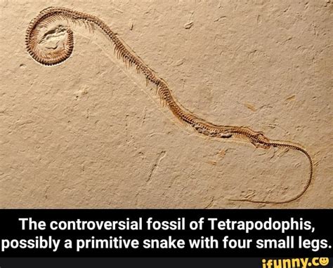 The controversial fossil of Tetrapodophis, possibly a primitive snake ...