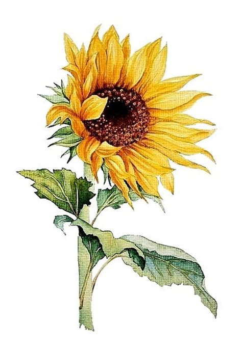 Sunflower Watercolor Painting Floral Art Print Watercolor | Etsy ...