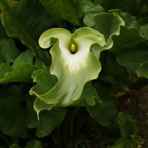 Arum Ou Calla Vert Zantedeschia Aethiopica Green Goddess Plante