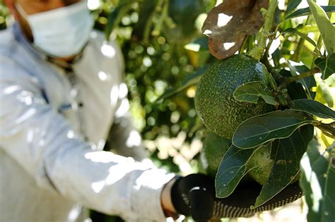 Van Por Huertas De Aguacate Certificadas Y Dejar N Fuera A Todas Las