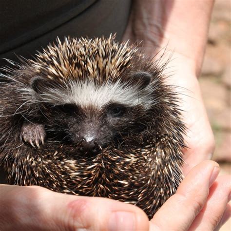 Distribution records for Southern African Hedgehog (Atelerix frontalis)... | Download Scientific ...