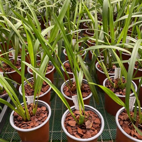 Maxillaria meleagris