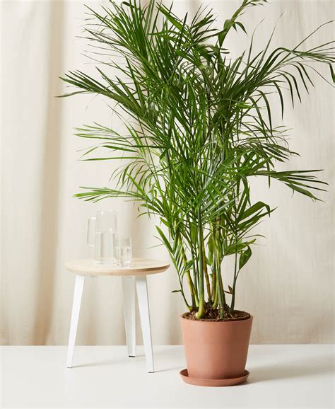 Buy Potted Bamboo Palm Indoor Plant Bloomscape