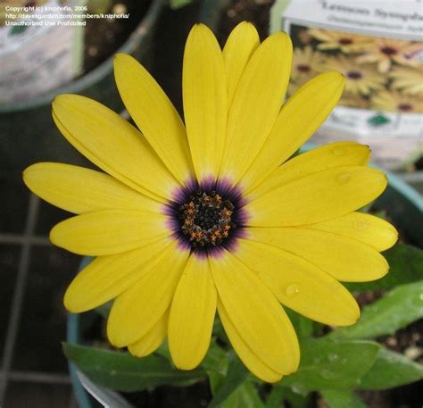 Plantfiles Pictures Osteospermum African Daisy Cape Daisy Lemon