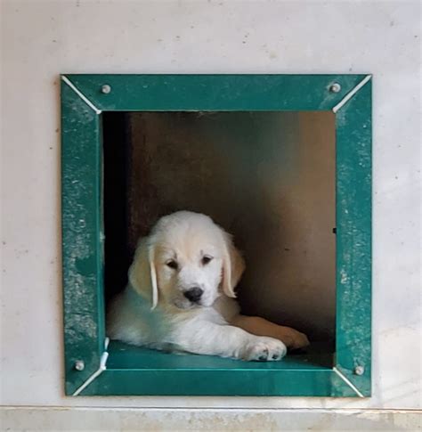 Pinnacle Pet - Home | Facebook