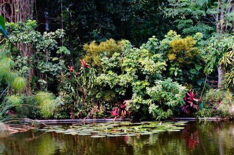 Fotos gratis paisaje árbol agua naturaleza bosque pantano flor