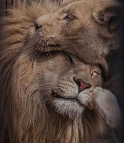 Two Lions With Their Heads On Each Other S Shoulders One Is Hugging