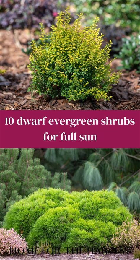 Evergreen Garden Artofit