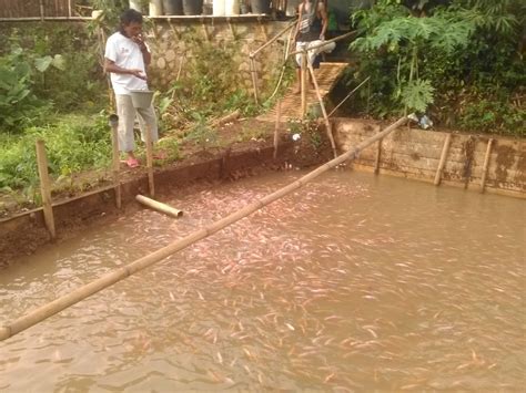 Cara Memelihara Ikan Nila Di Kolam Rumah Rumah Minimalis