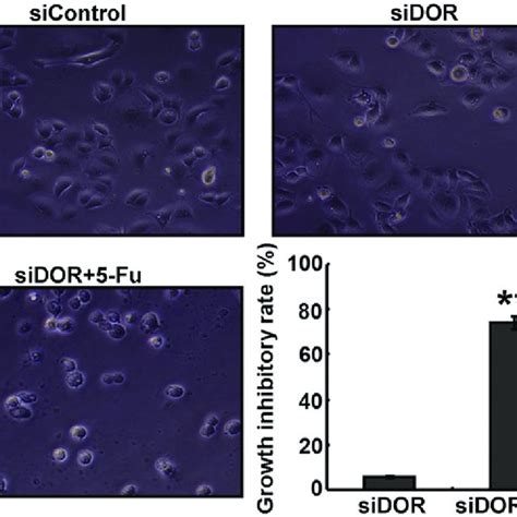 Effects Of DOR Gene Silencing SiDOR On The Growth Inhibition Rates Of