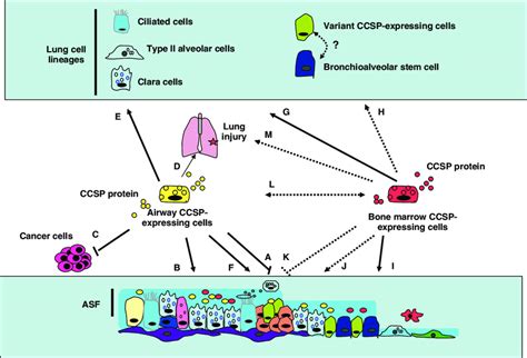 Function Of Ccsp Protein And Ccsp Expressing Cells The Lung Ccsp