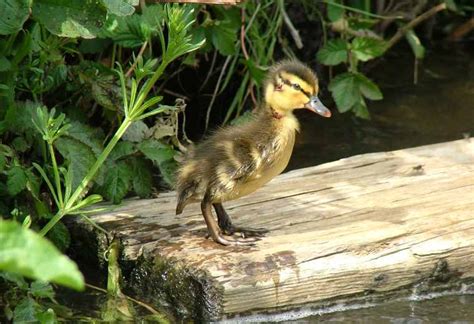 Duck Feeding Guide How To Feed Wild Ducks And Geese Responsibly