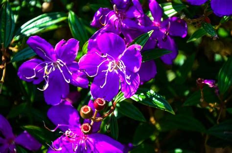 Tibouchina Semidecandra No Parque Foto Premium