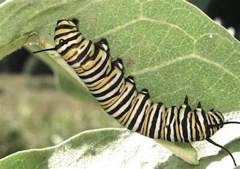 Monarch Butterfly Caterpillar Identification