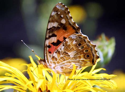 Papillon Vanessa Cardui M Le Belle Dame Monanneeaucollege