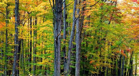 Different Types Of Forests In India With Pictures