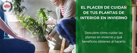 Como Cuidar De Tus Plantas De Interior En Invierno Plantas Para La