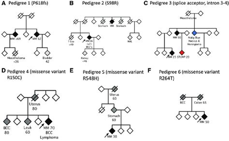 Pedigrees Of Bap Variant Carriers Identified From A Sporadic Melanoma