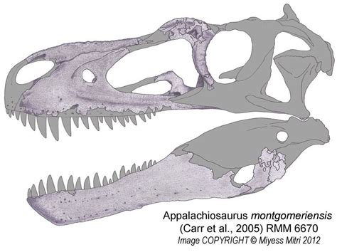 Appalachiosaurus montgomeriensis Skull | Dinosaur art, Dinosaur ...