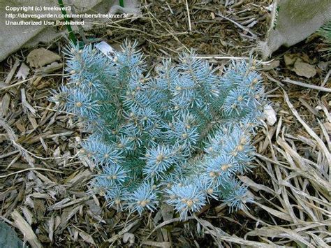 Plantfiles Pictures Colorado Spruce Blue Spruce St Mary S Broom