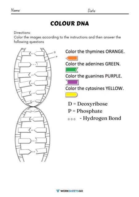 Color Dna Worksheets Worksheetsgo