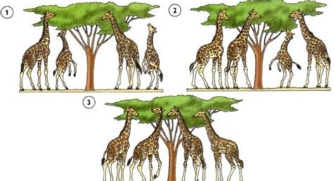 Teoria da evolução Linhas teóricas e Charles Darwin