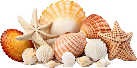 Seashells Pngs For Free Download