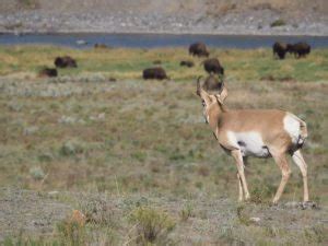 Tipps für einen Besuch im Yellowstone Nationalpark erlebe USA