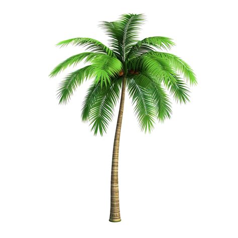 3d Palm Coconut Tree Palm Tree Coconut PNG Transparent Image And