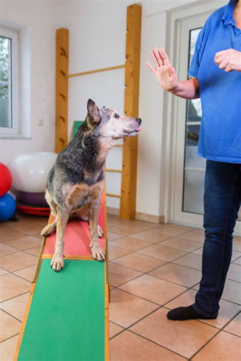 Fisioterapia De Cachorro Marcar Pedra De Guaratiba Fisioterapia Para