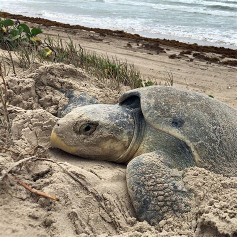 Kemp S Ridley Lepidochelys Kempii Sea Turtle Nesting On The South