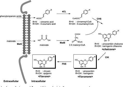 Figure 1 From Enhanced Flavonoid Production In Streptomyces Venezuelae