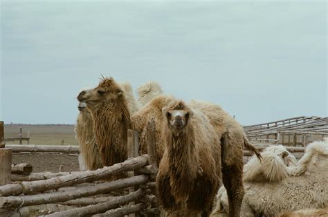 Three Brown Camels on Desert · Free Stock Photo