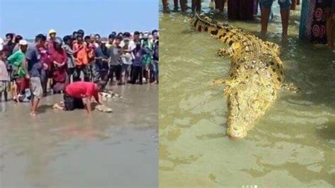 Heboh Buaya Antar Pulang Jasad Balita Yang Hilang Basarnas Beri