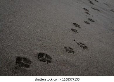 Dog Paw Print Beach Sand Stock Photo 2272856895 | Shutterstock