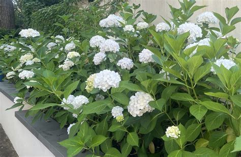 Hydrangea macrophylla 'White' - Hello Hello Plants