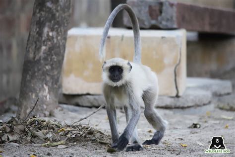 Langurs Against Monkeys A Tale Of Poor Conflict Management Wildlife Sos