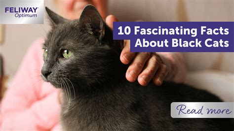 10 Fascinating Facts About Black Cats