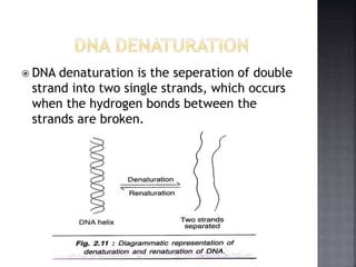 Denaturation Of Dna Ppt