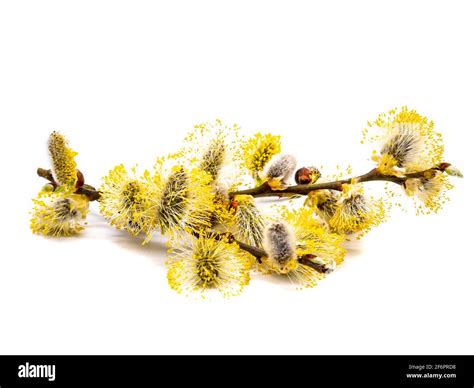 Pussy Willow Isolated On White Background Stock Photo Alamy