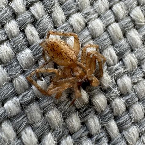 Spider ID help. Located in Rhode Island : r/spiders