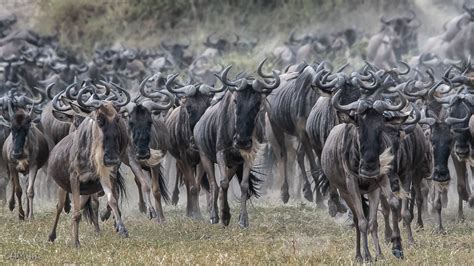 Days Serengeti Wildebeest Migration Safari Tanzania Wildebeest Safari