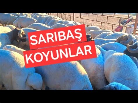 2024 Adana Yüreğir Yavuzlar mahallesi kurban pazarı keşfet yüreğir