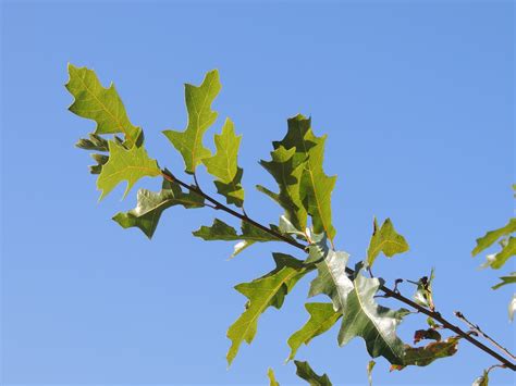 Quercus Gravesii Sudw Pépinières Botaniques De La Preille