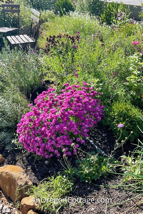 Organic Gardening Tips & Easy Techniques - An Oregon Cottage